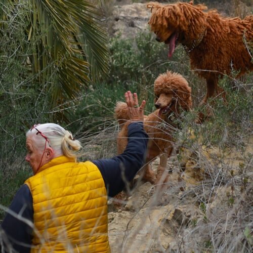 poedel hondentaal cursussen training