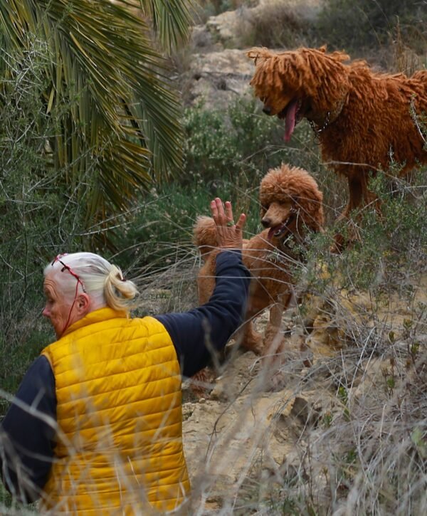 poedel hondentaal cursussen training