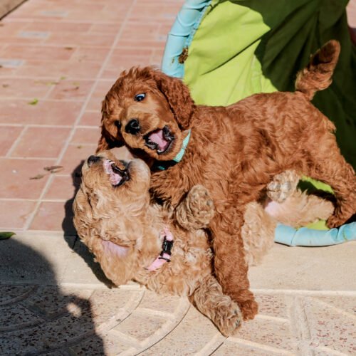 poedel hondentaal cursussen training