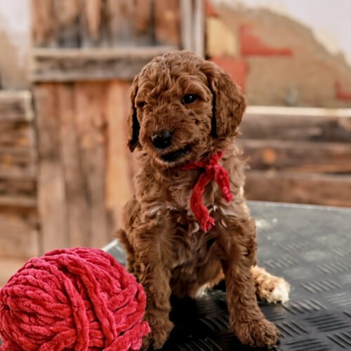 poedel puppy training