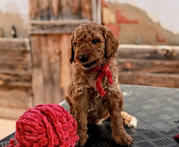 poedel puppy training