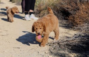 puppy poedel zommer training hondentaal cursussen poodle academy